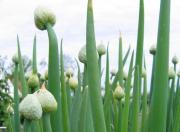Propiedades de Allium fistulosum en la Medicina China